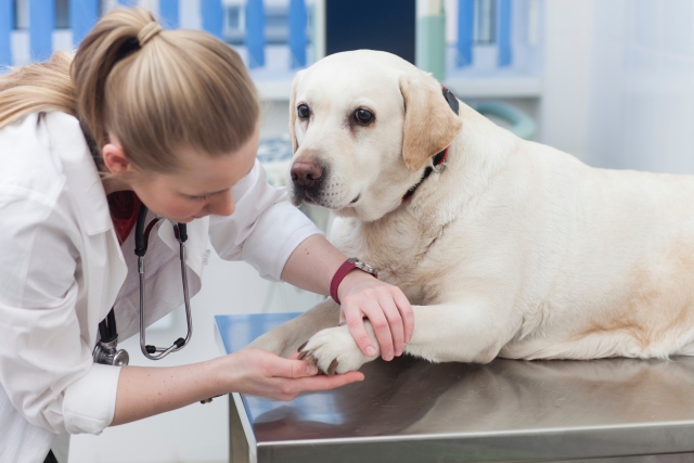 犬の足の診察をする獣医師