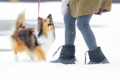 雪の中のシェルティ