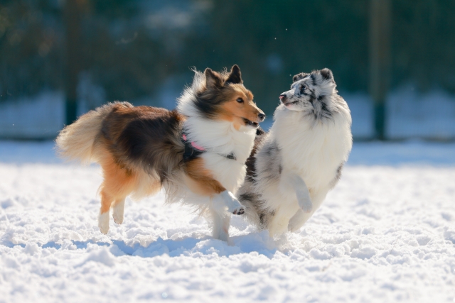 2頭の犬が並んで楽しそうに走る様子