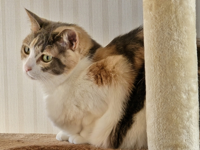 キャットタワーの上で座る猫