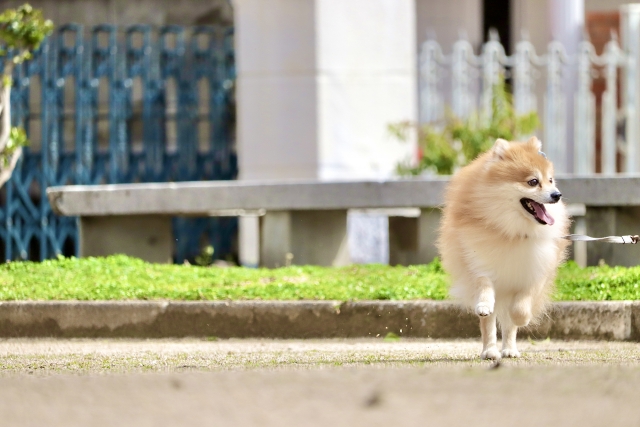 屋外で楽しそうに走る犬