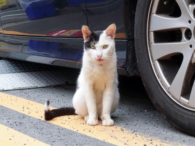 車の前に座っている猫