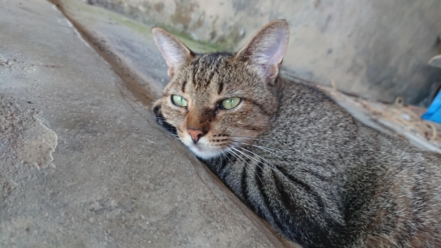 屋外で寝そべる猫