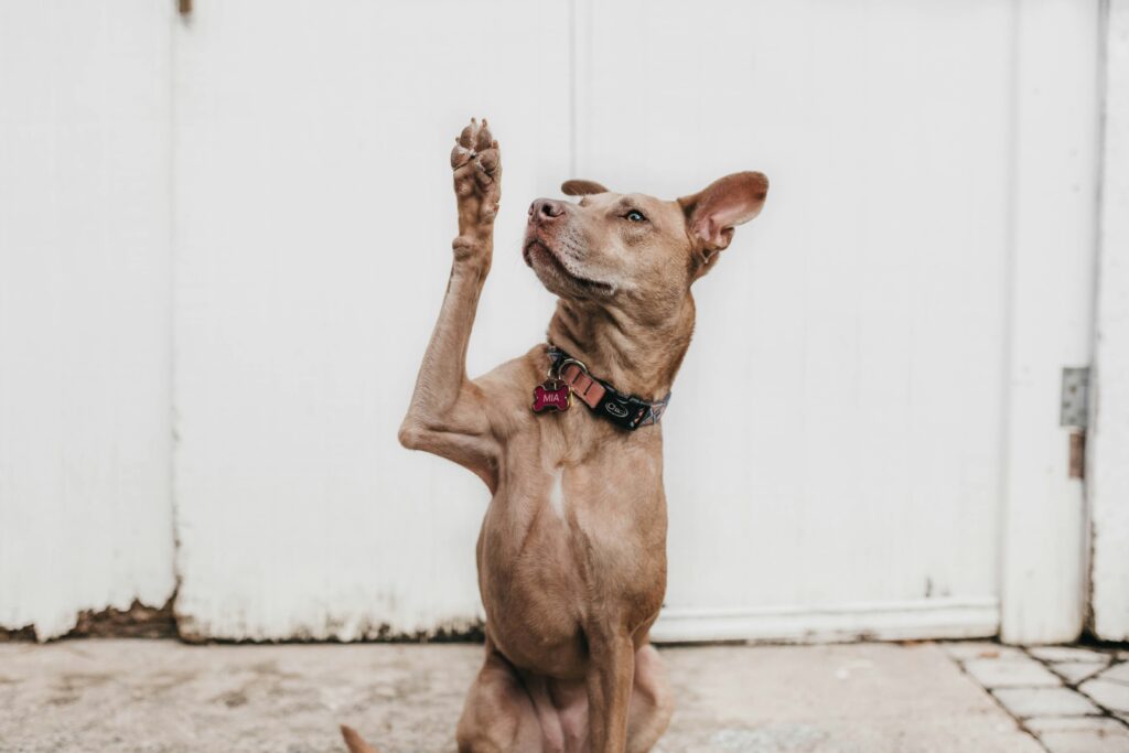 白い大きなドアの前で伏せて右腕を挙げている雑種犬の写真