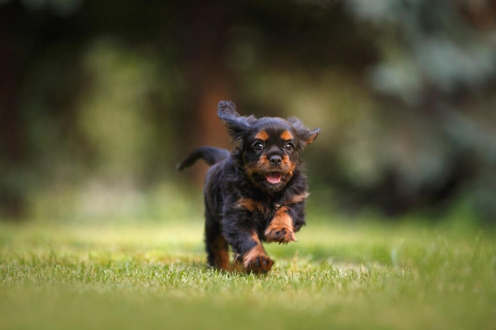 芝生の上をこちらに向かって走って来るブラックタンの毛色のかわいい子犬の写真