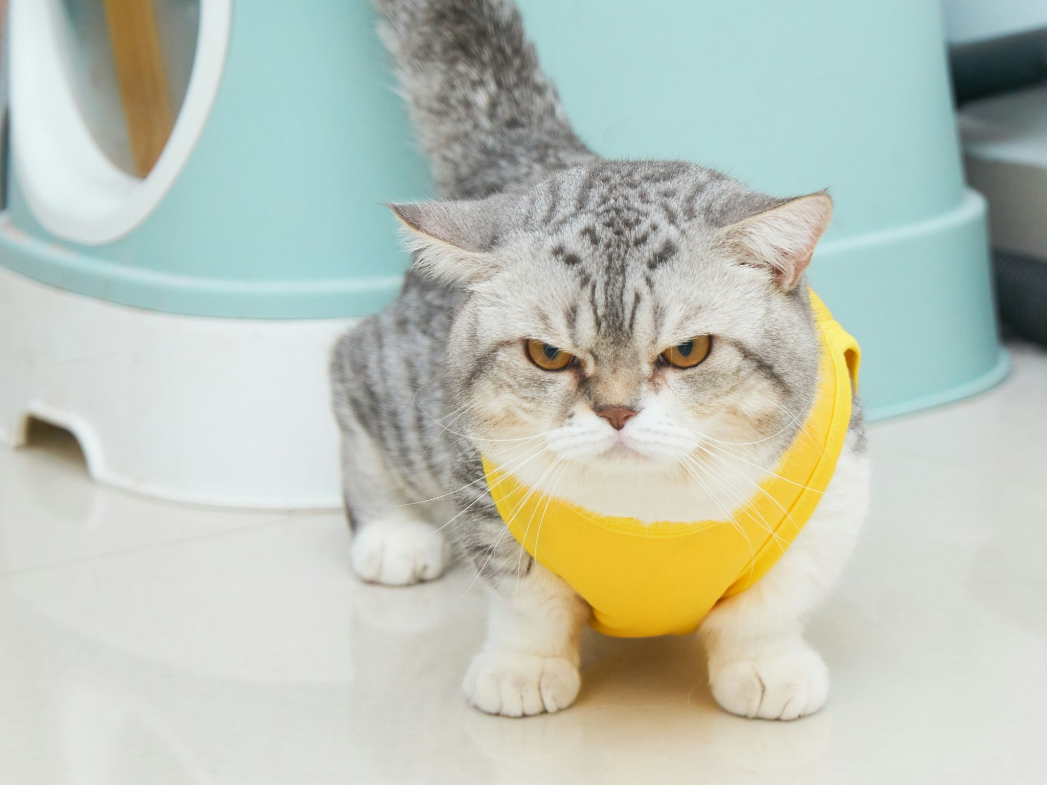 黄色い首飾りをしたかわいいマンチカンがこちらを鋭い目でにらんでいる写真