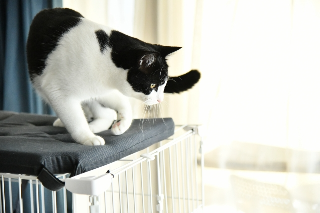キャットタワーから飛び降りようとしている猫