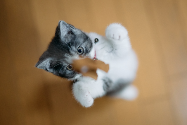 猫じゃらしで遊んでいる子猫