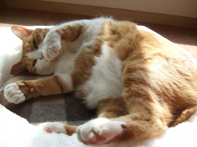 お腹を出して寝ている猫