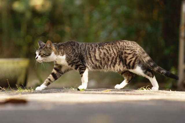 屋外を歩く猫