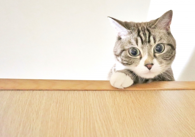 階段の上から下を見下ろす猫