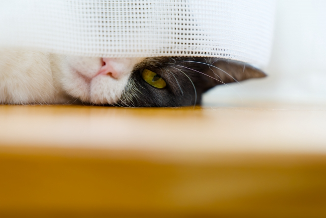 横になりカーテンの隙間からこちらを見ている猫
