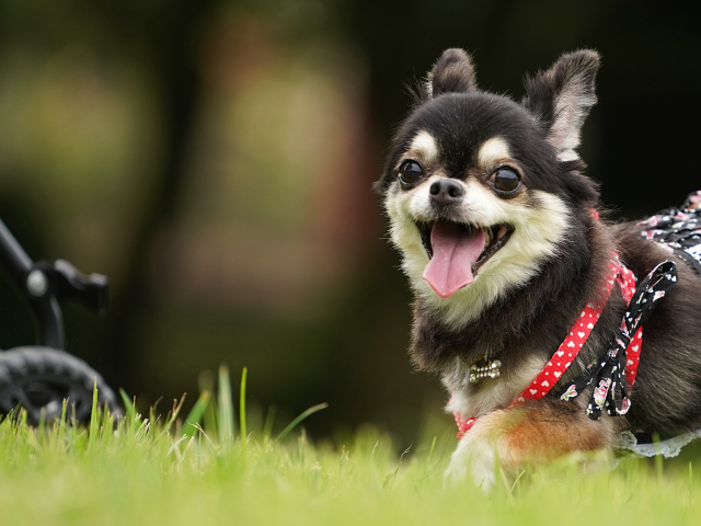 走っているチワワ