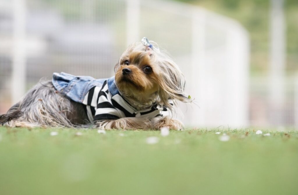 こちらを見ている風になびいているヨークシャーテリア