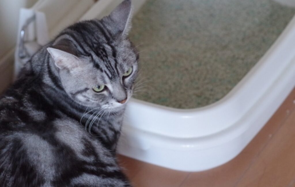 トイレの前にいるアメリカンショートヘアー