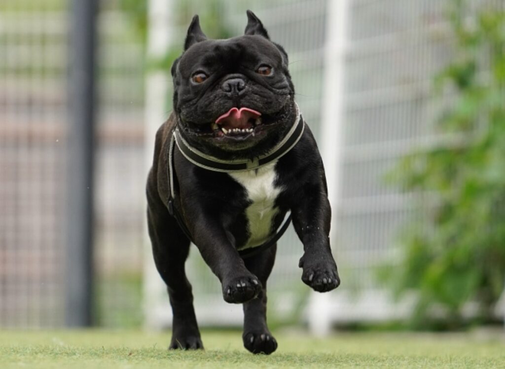 こちらに走ってくるフレンチブルドッグ