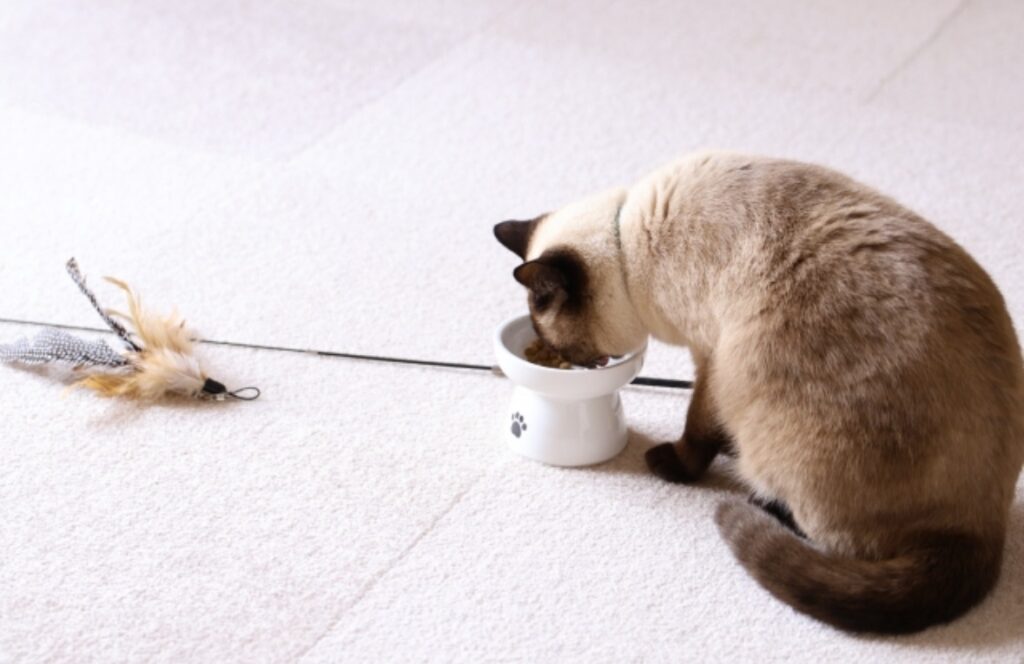 水を飲むシャム猫