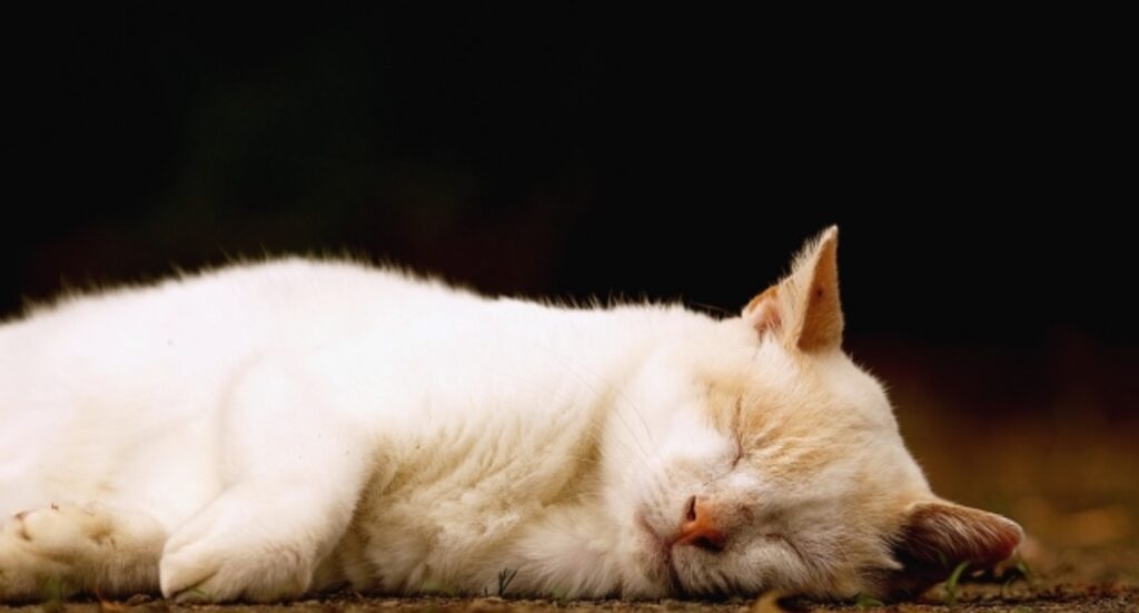 寝ているクリーム色の猫