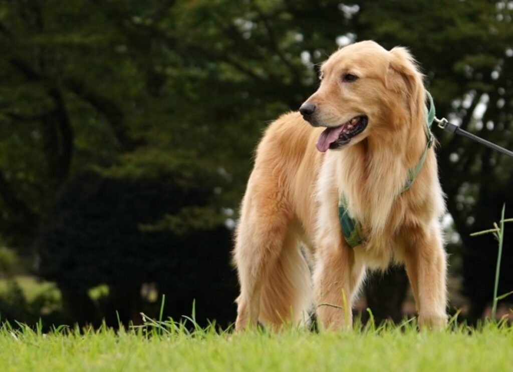 草むらにいる御ールデンレトリーバー