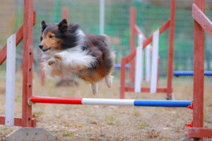 アジリティトレーニングを行うシェットランドシープドッグ