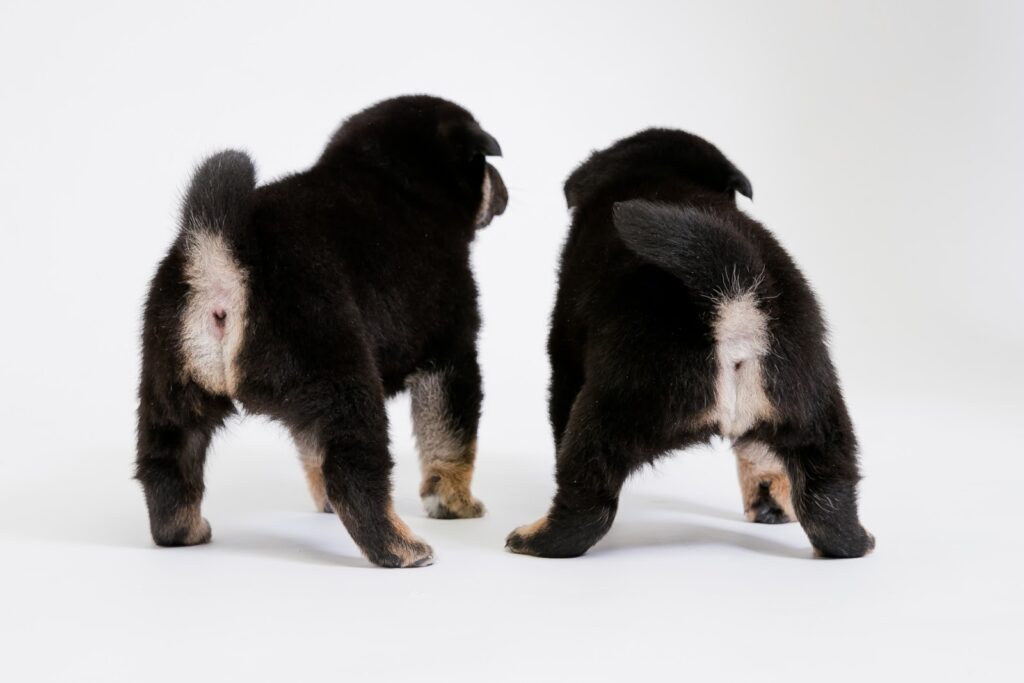 後ろを向く2匹の黒い子犬