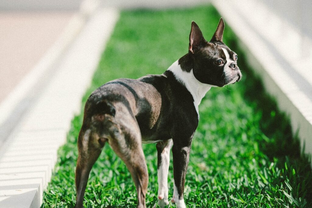芝生の上でこちらを振り向くボストンテリア
