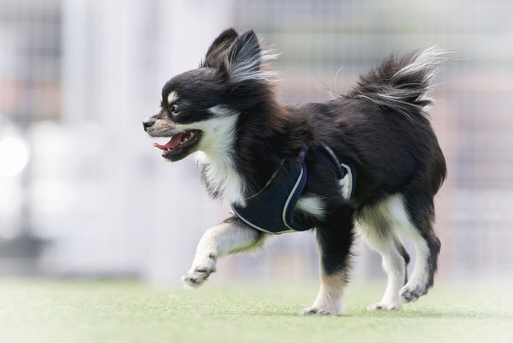 ドッグランで遊ぶチワワ