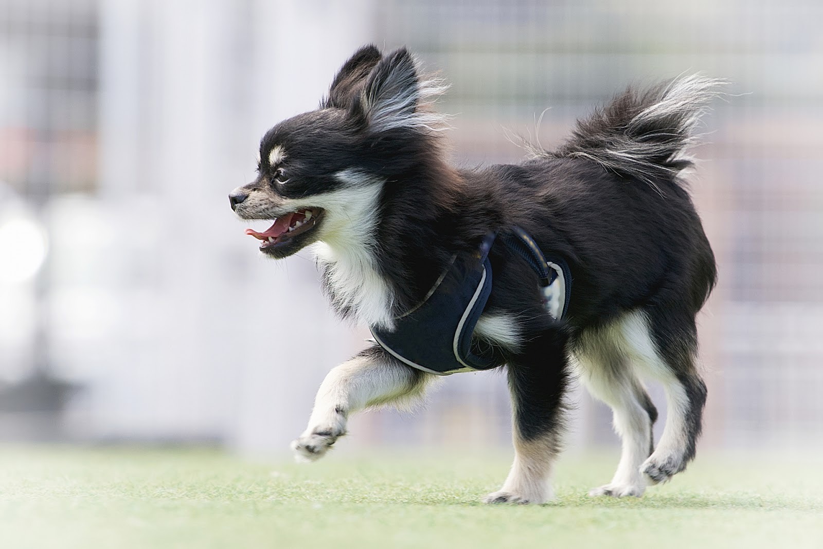ドッグランで遊ぶチワワ