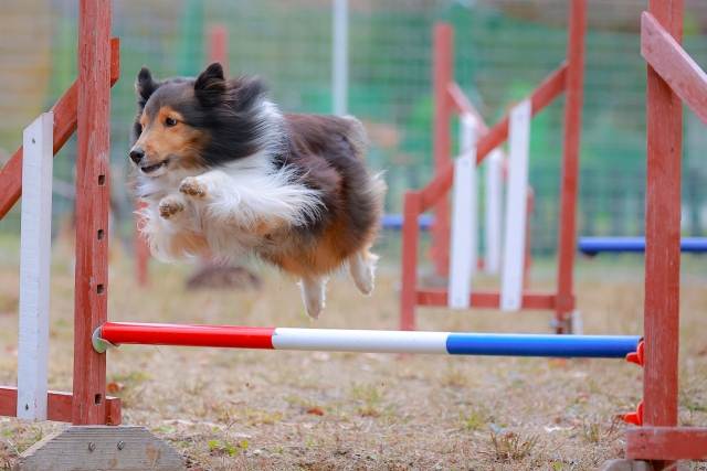 アジリティトレーニングを行うシェットランドシープドッグ