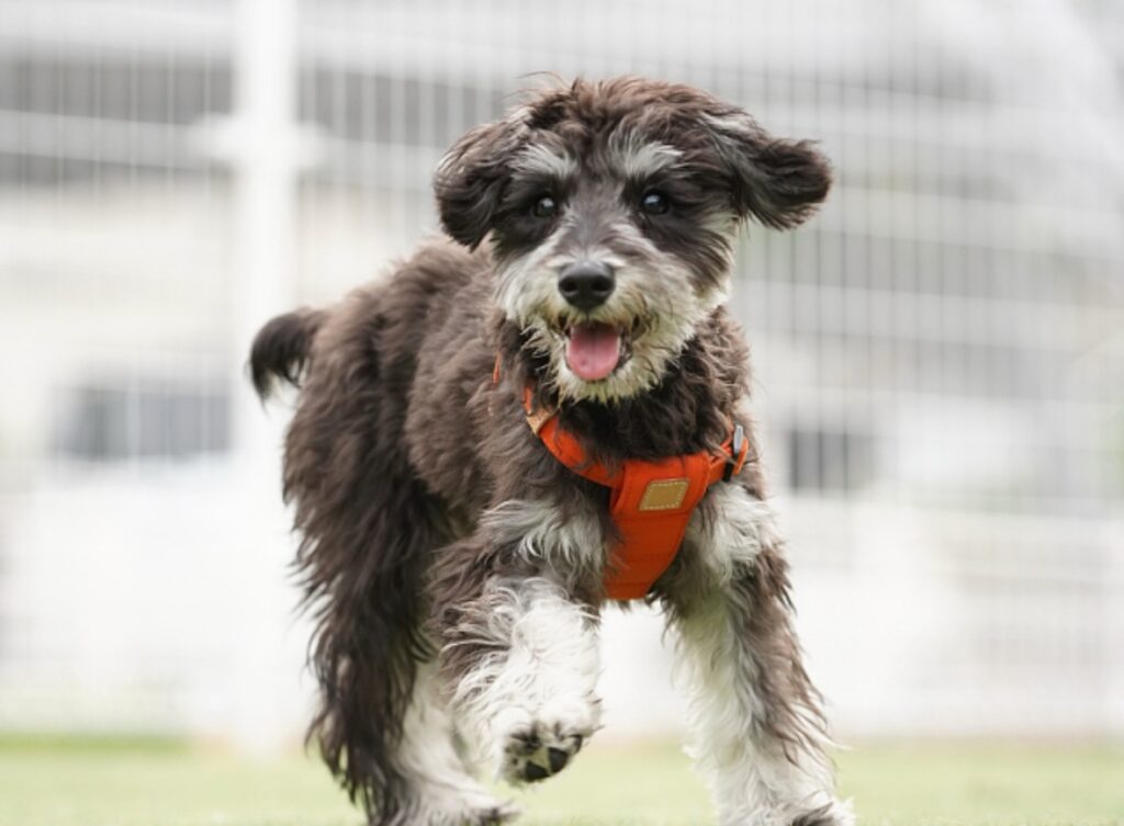こちらに向かって走ってくるミックス犬