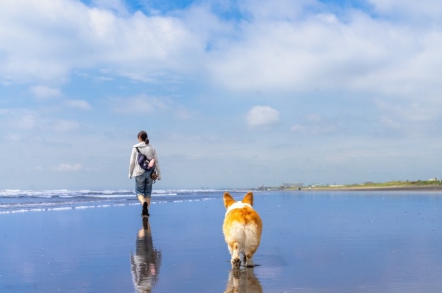 海岸にいるウェルシュコーギーと飼い主