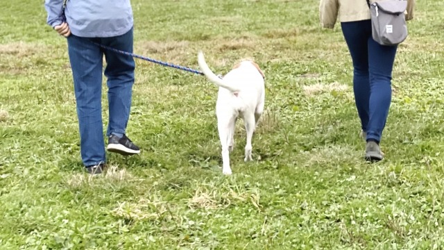 散歩している白い犬