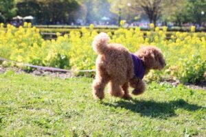 歩いているトイプードル