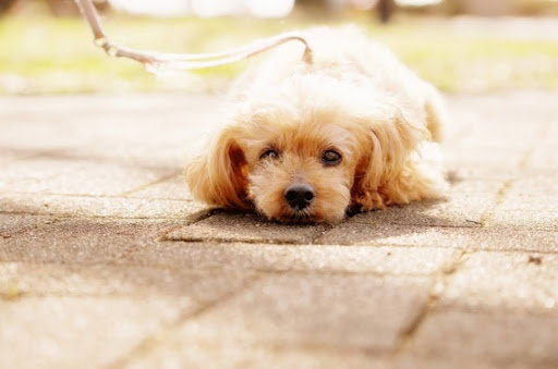 地面で伏せをするトイプードル