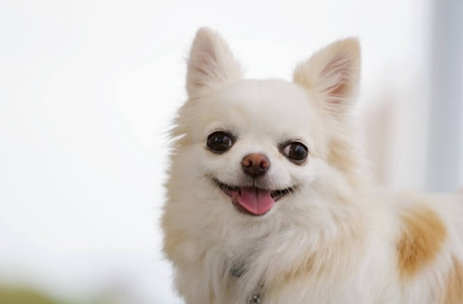 舌を出しているチワワ