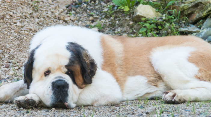くつろいでいるセントバーナード