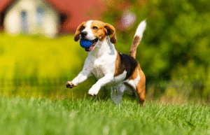ボールを咥えて走っているビーグル犬