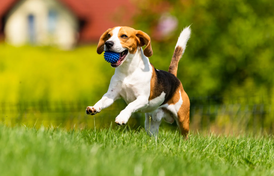 ボールを咥えて走っているビーグル犬