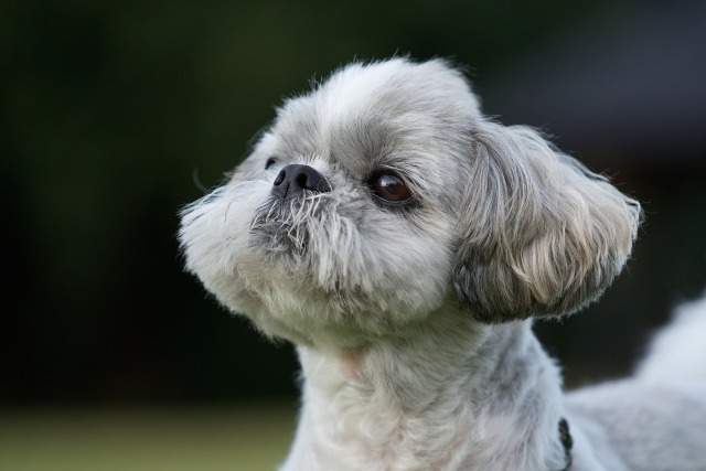 斜め前を見るシーズー