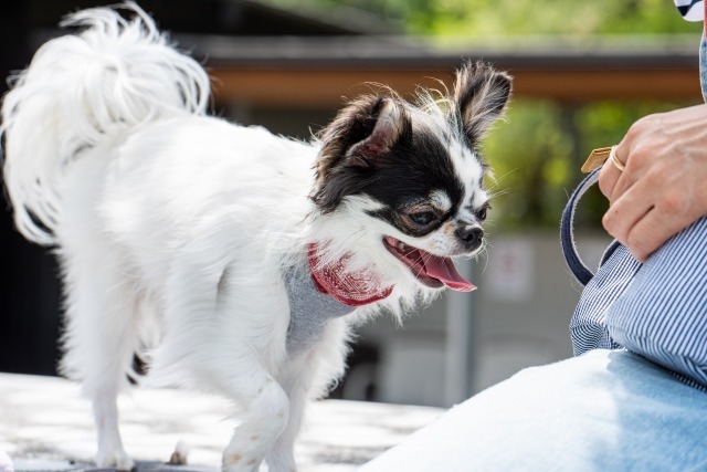 リードを見ている白黒のチワワ