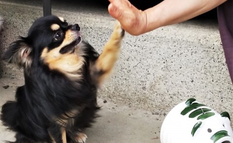 ハイタッチしているチワワ