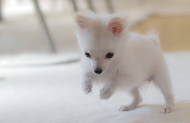 前足を上げている子犬