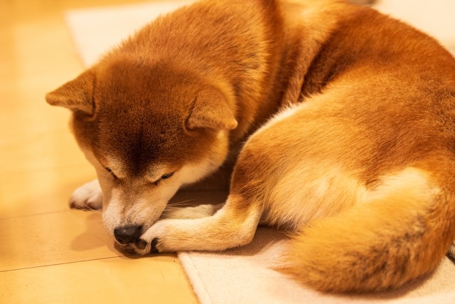 足先を舐めている柴犬