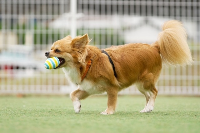おもちゃを咥えるチワワ