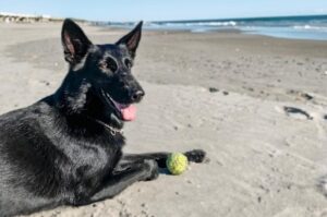 砂浜にいる黒い犬