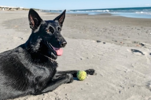 砂浜にいる黒い犬