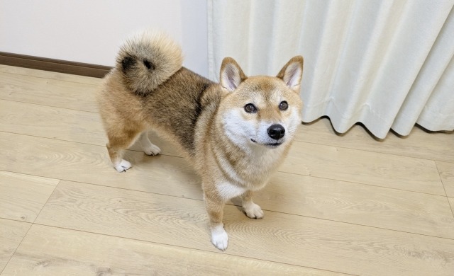 斜め上を見る柴犬