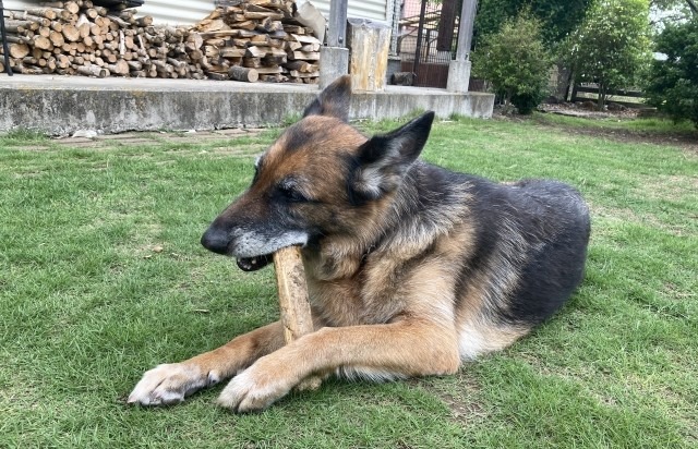 棒を齧っている犬