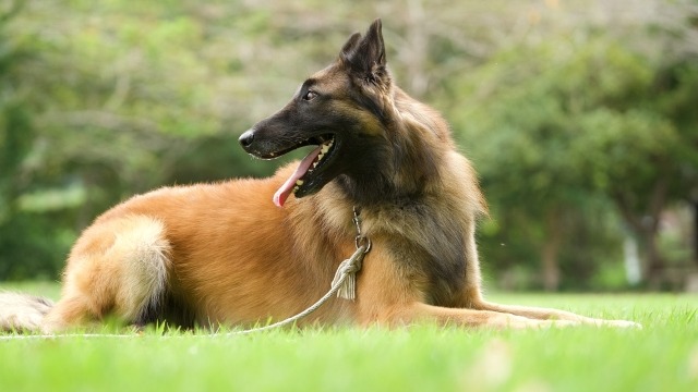 後ろを振り返っている犬