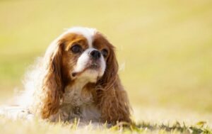 原っぱで座っているキャバリア